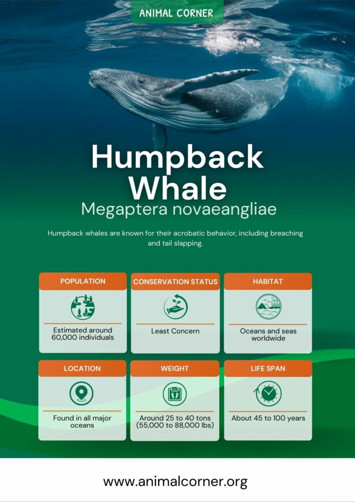 humpback-whale-3