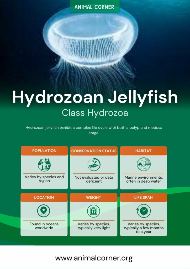 hydrozoan-jellyfish-3