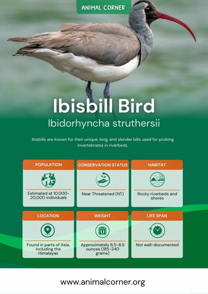 ibisbill-bird-2