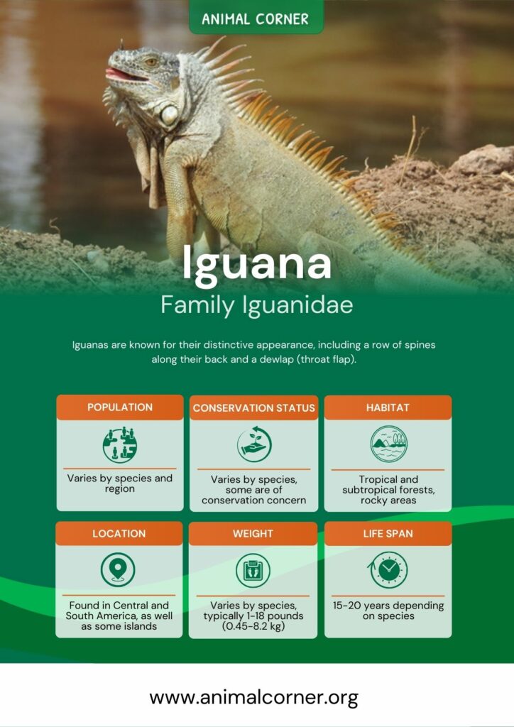 iguana-2