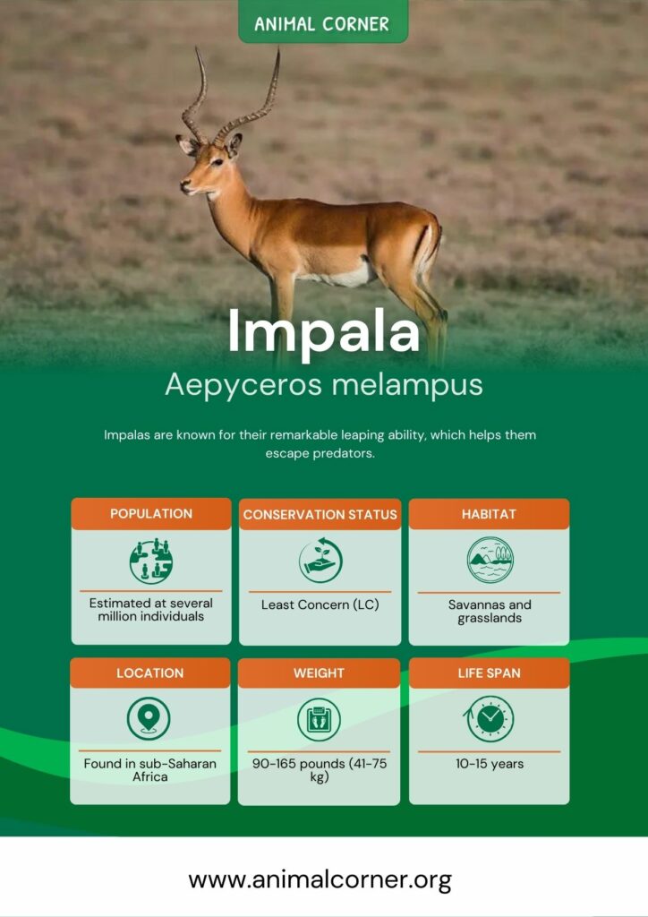 impala-3