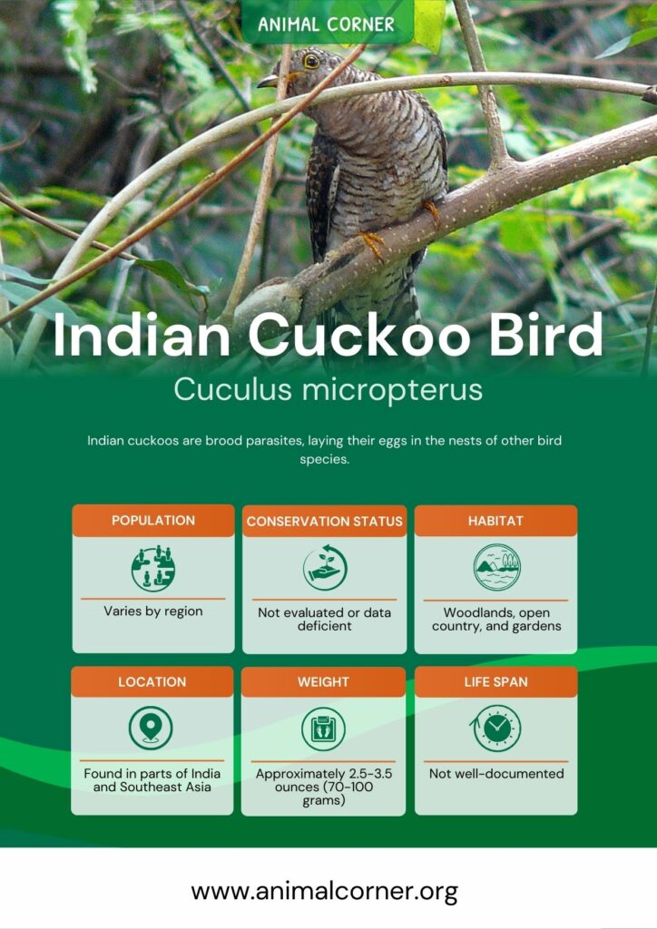 indian-cuckoo-bird-2