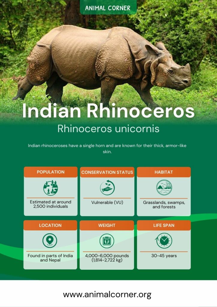 indian-rhinoceros-2