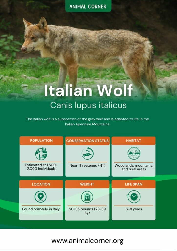 italian-wolf-3