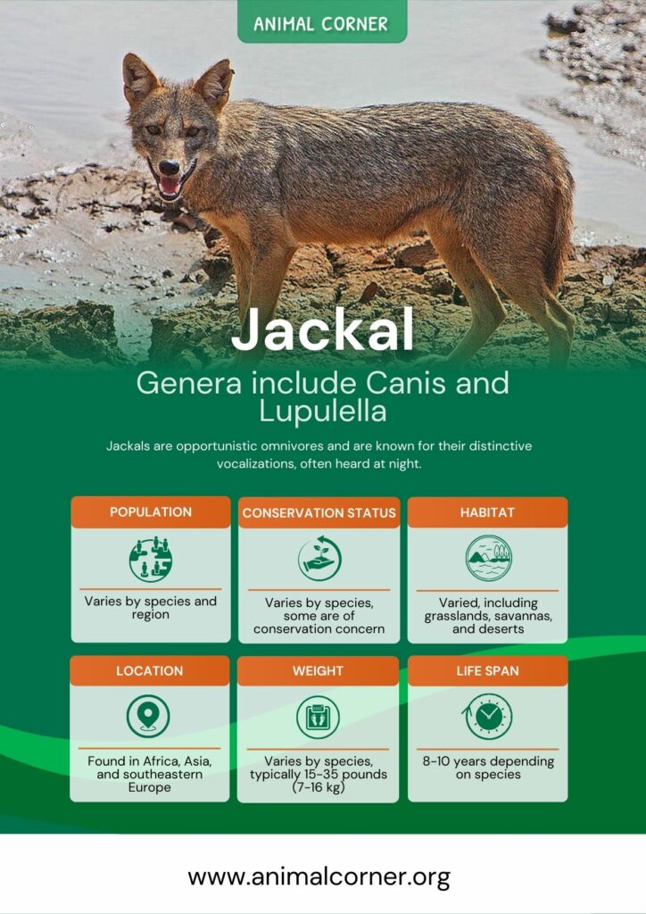 jackal-3