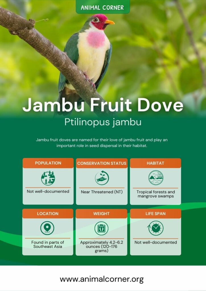 jambu-fruit-dove-3
