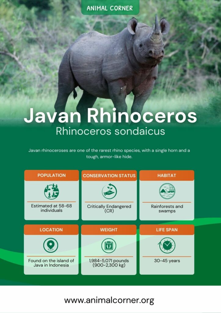 javan-rhinoceros-3