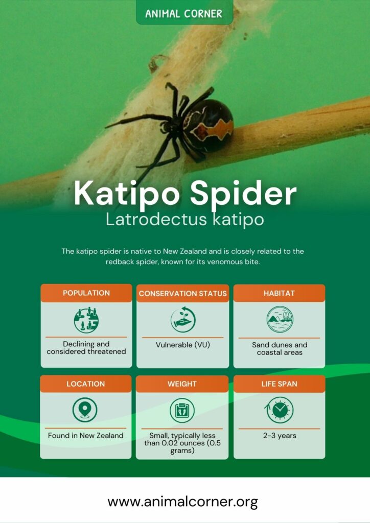 katipo-spider-3