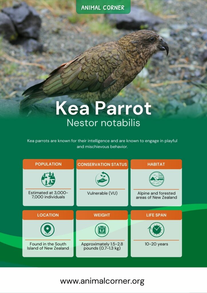 kea-parrot-3