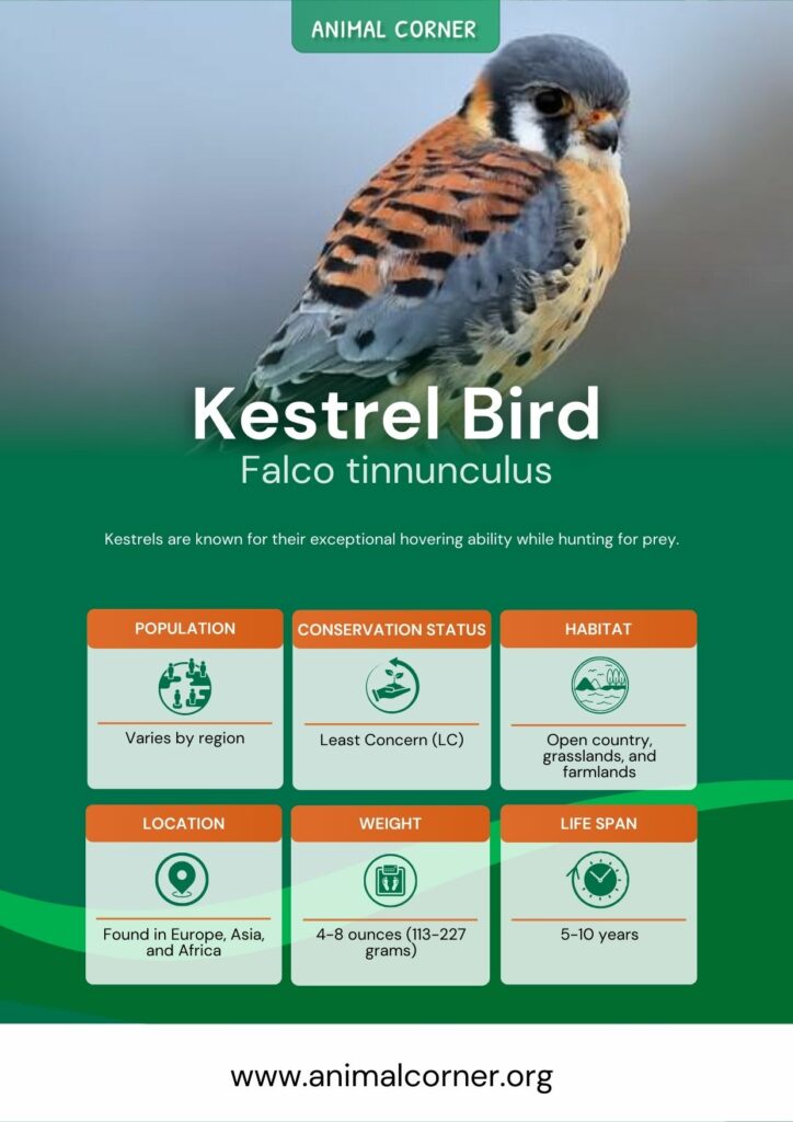 kestrel-bird-2