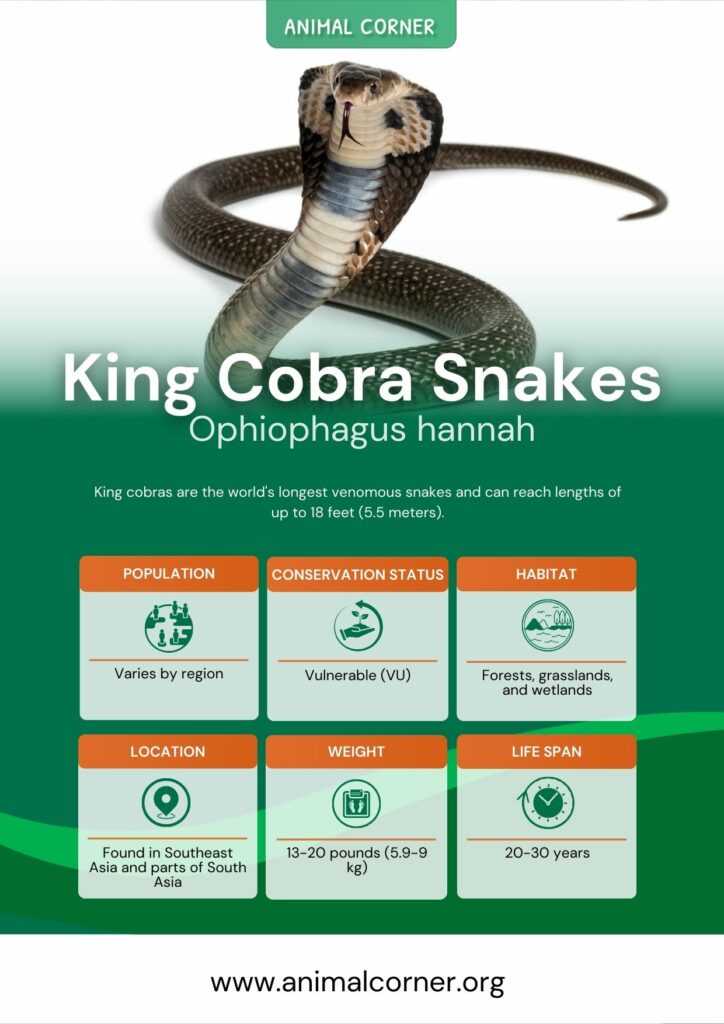 Cobras – characteristics and useful information