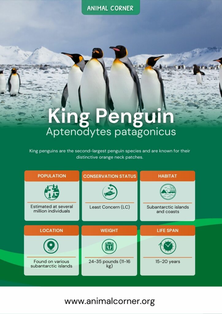 king-penguin-3
