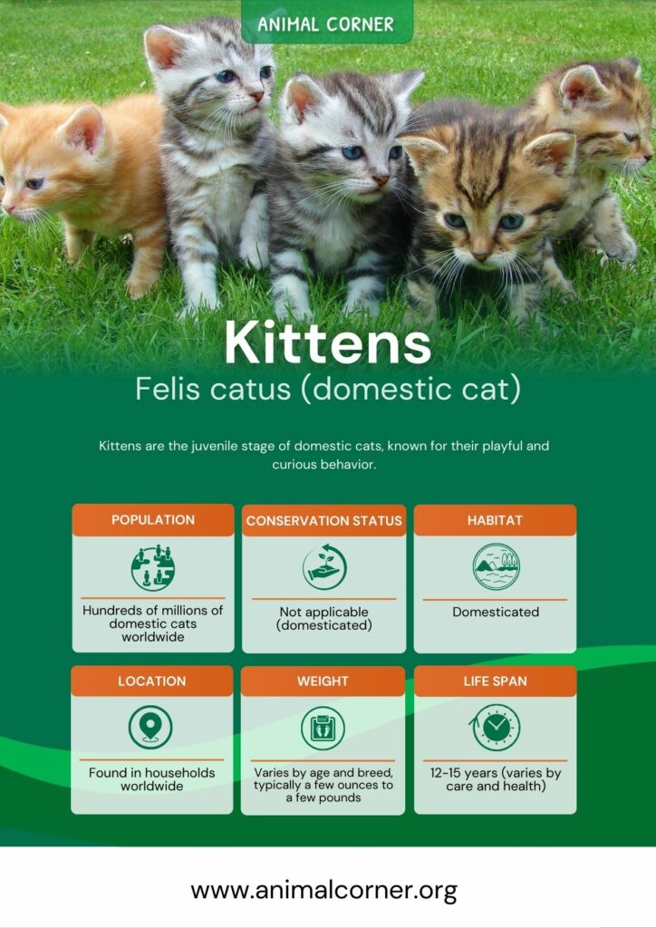 kittens-2