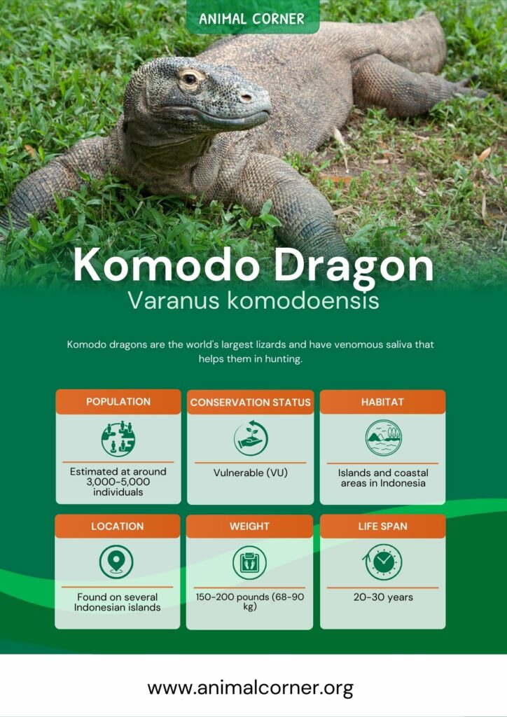 komodo-dragon-3