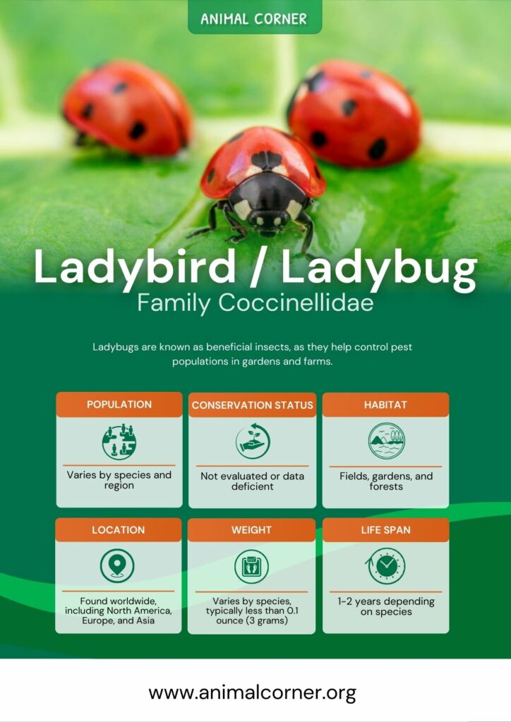 ladybird-_-ladybug