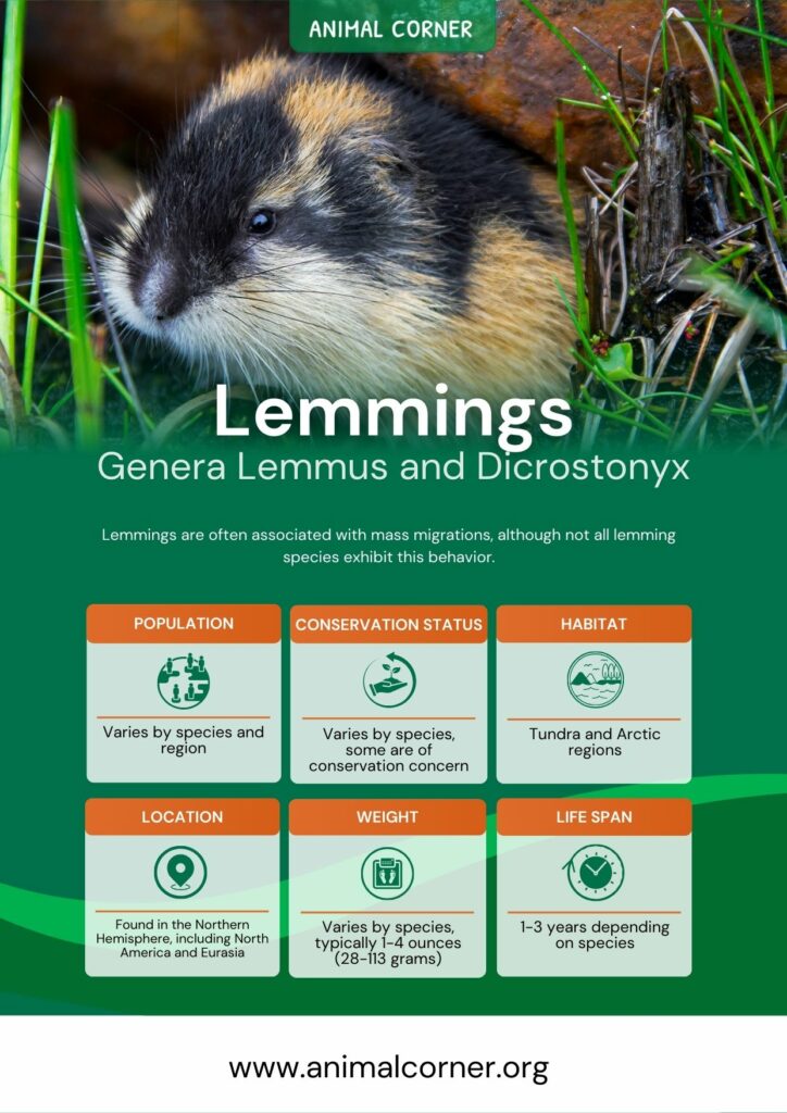 Lemmings Animal - Key Facts, Information & Habitat