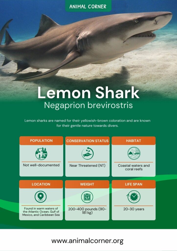 lemon-shark-2