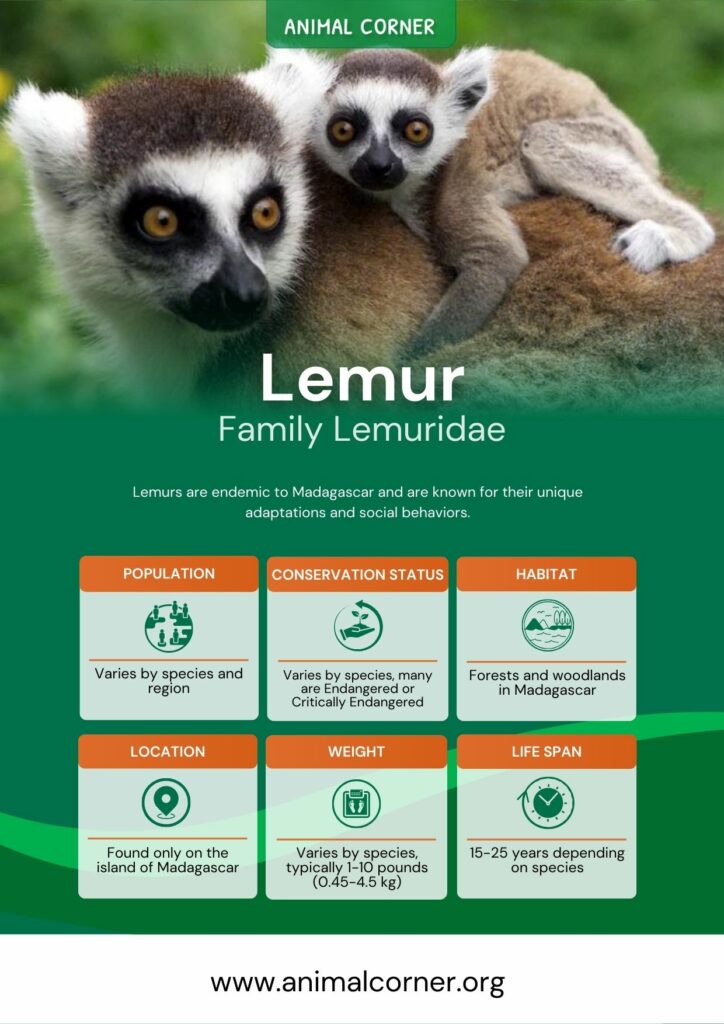lemur-3