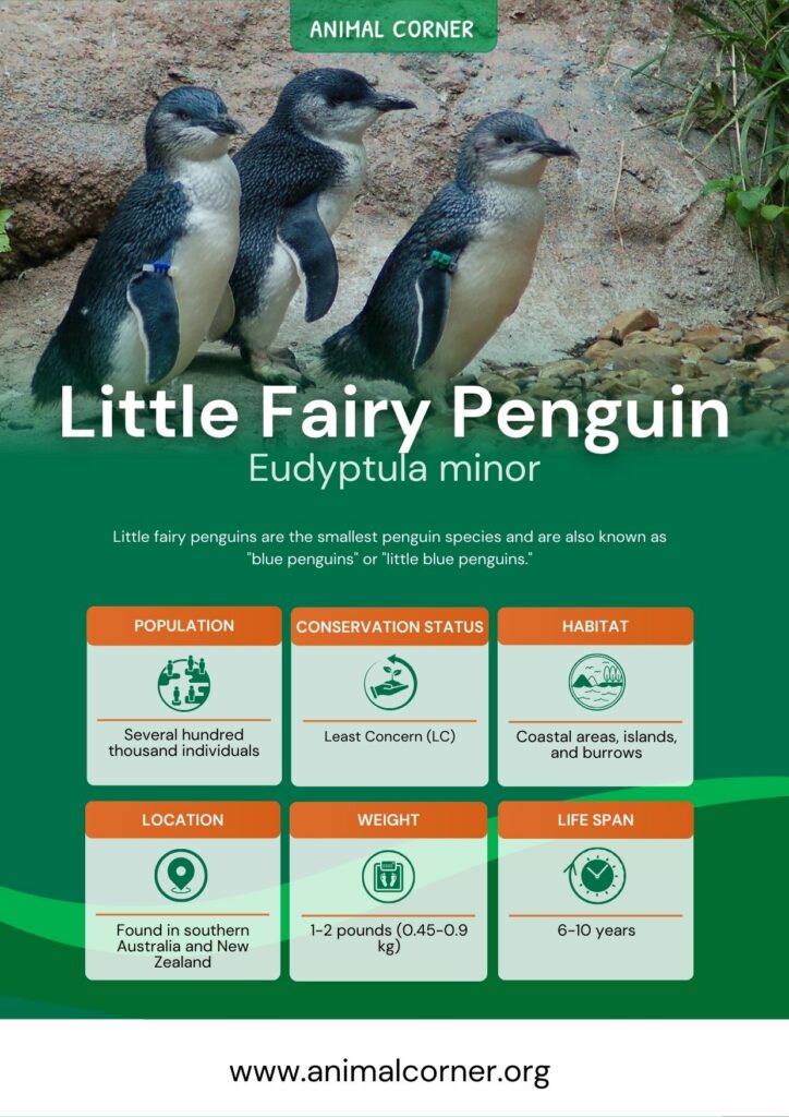 little-fairy-penguin-2