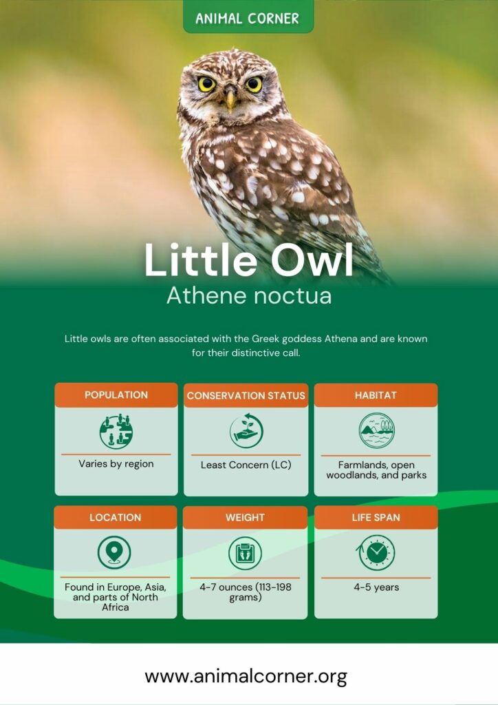 little-owl-3