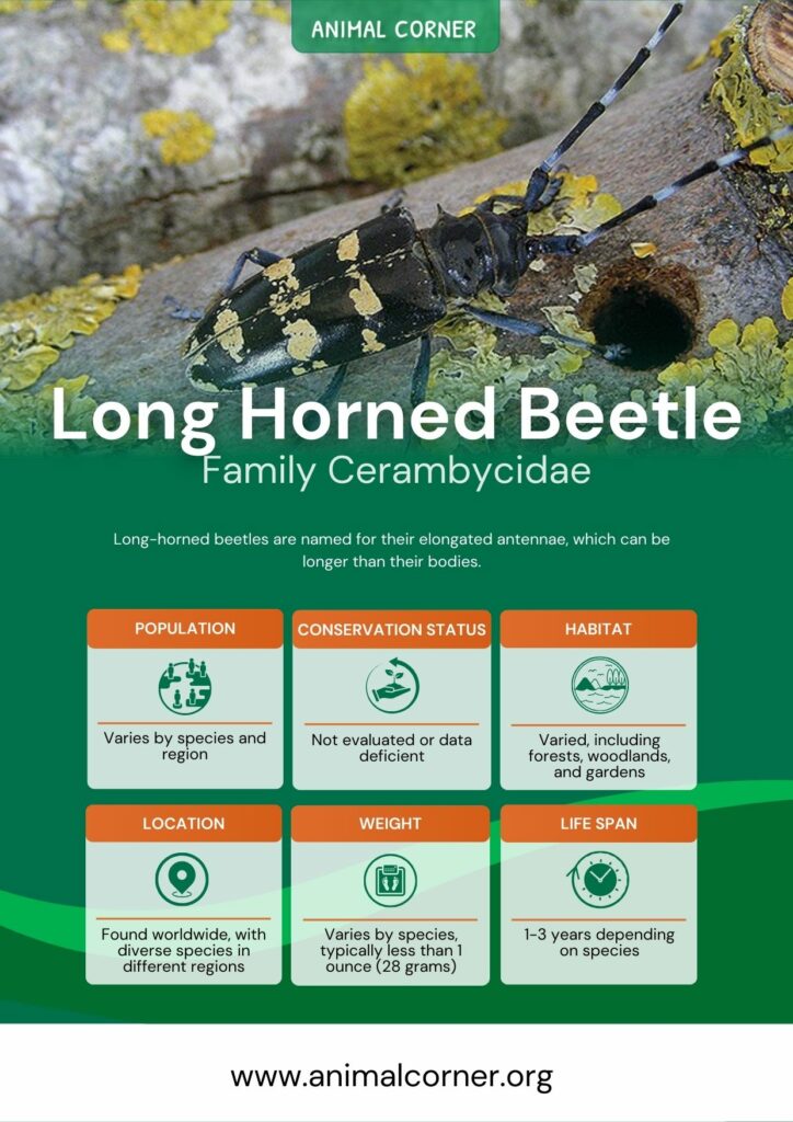 long-horned-beetle-3