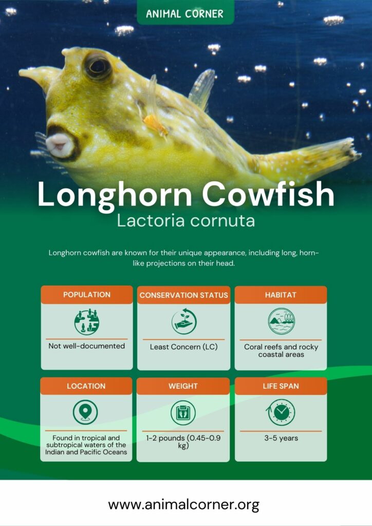 longhorn-cowfish-3