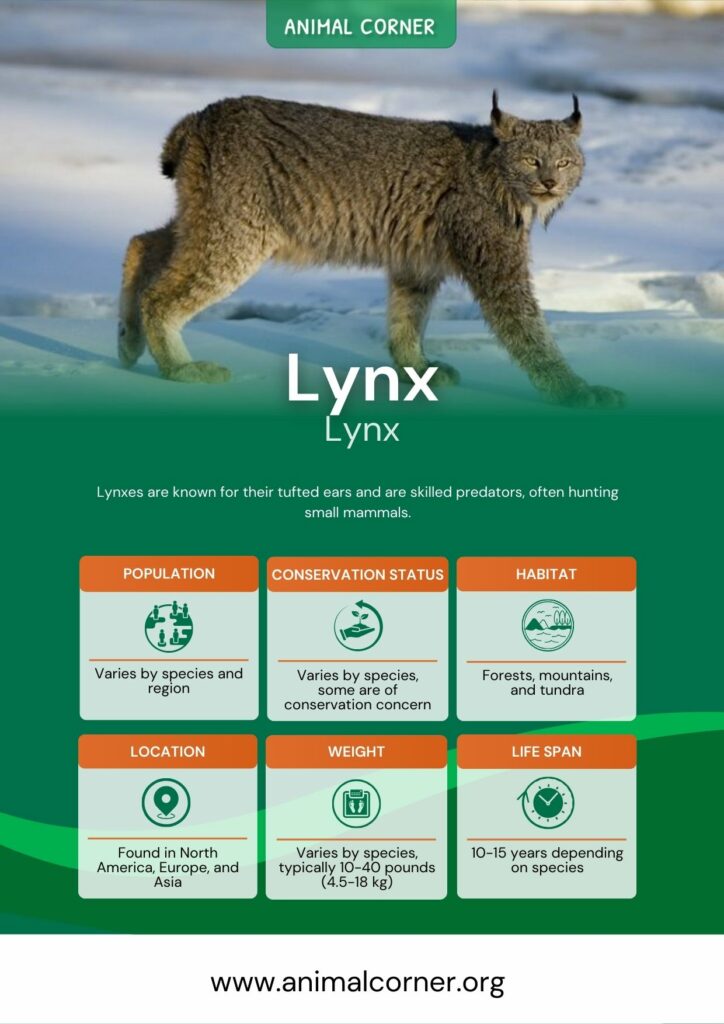 lynx-3