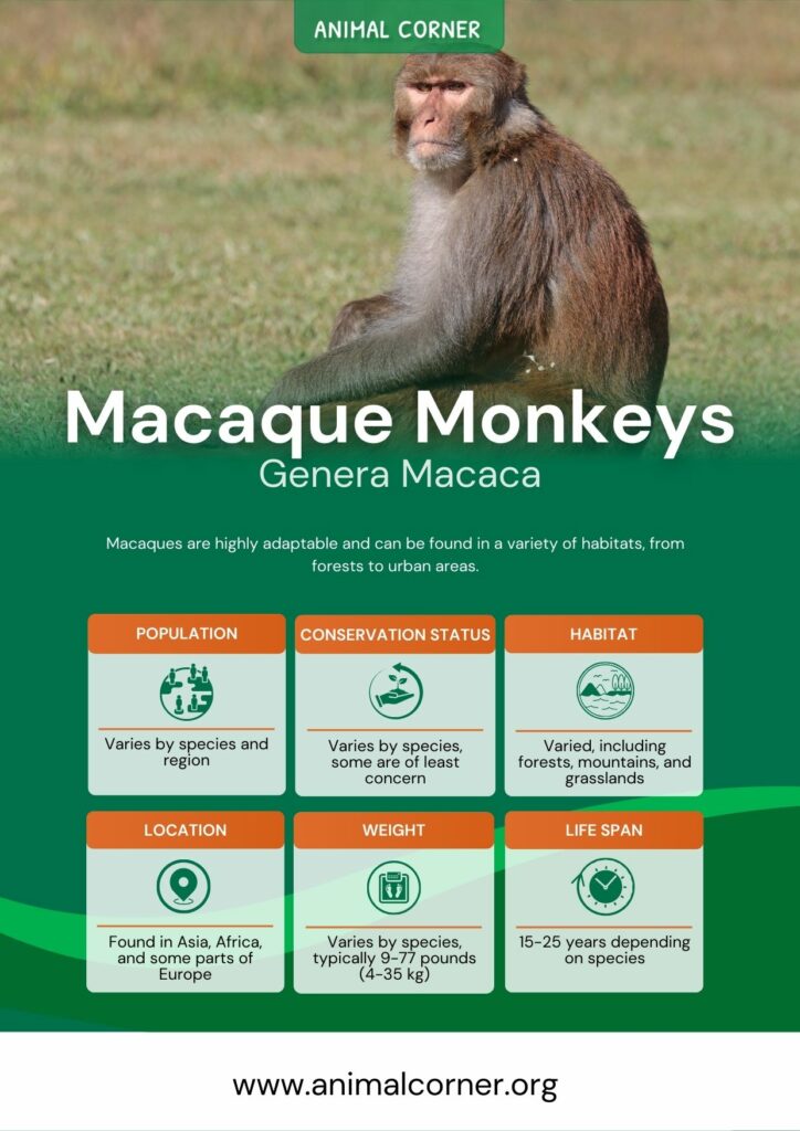 macaque-monkeys-2