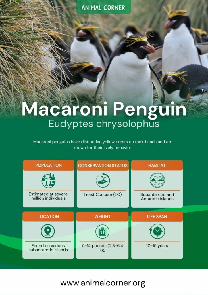 macaroni-penguin-4