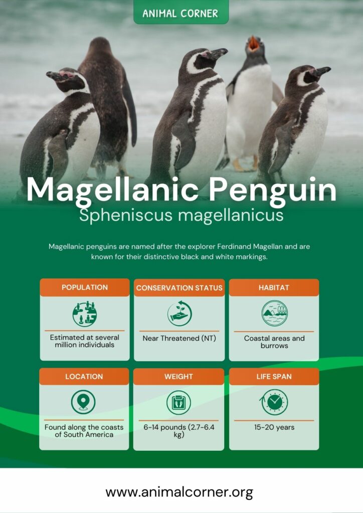 magellanic-penguin-3