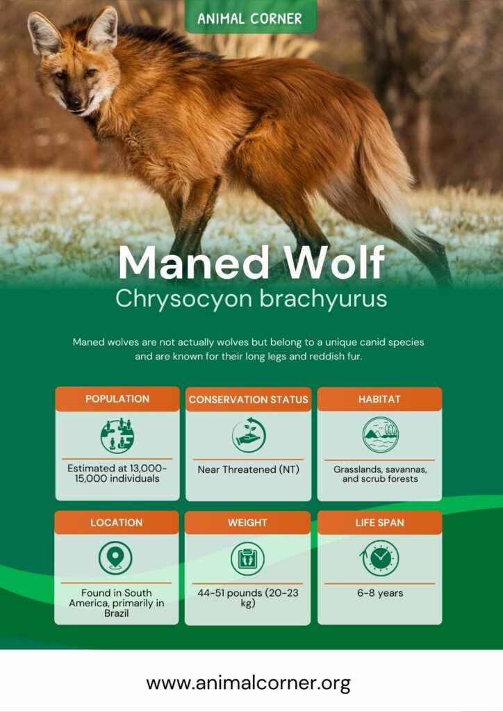maned-wolf-3