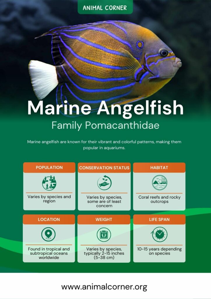 marine-angelfish-2