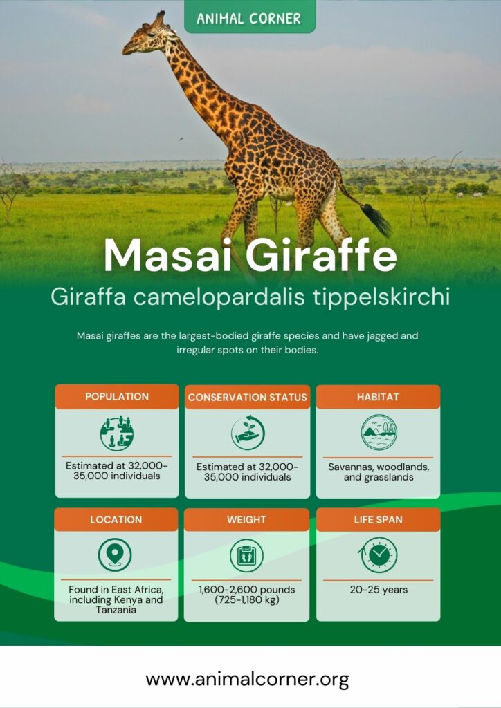 masai-giraffe-3