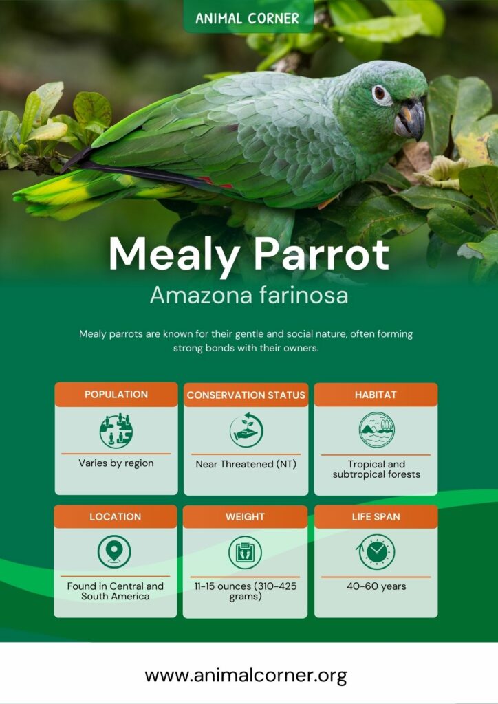 mealy-parrot-3