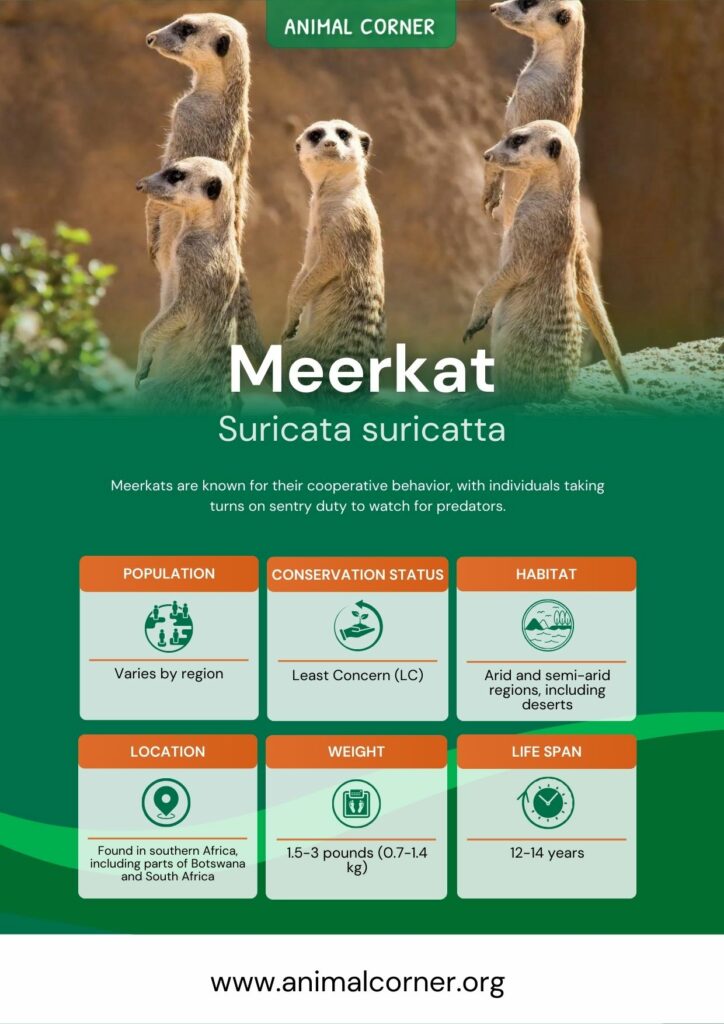 meerkat-3