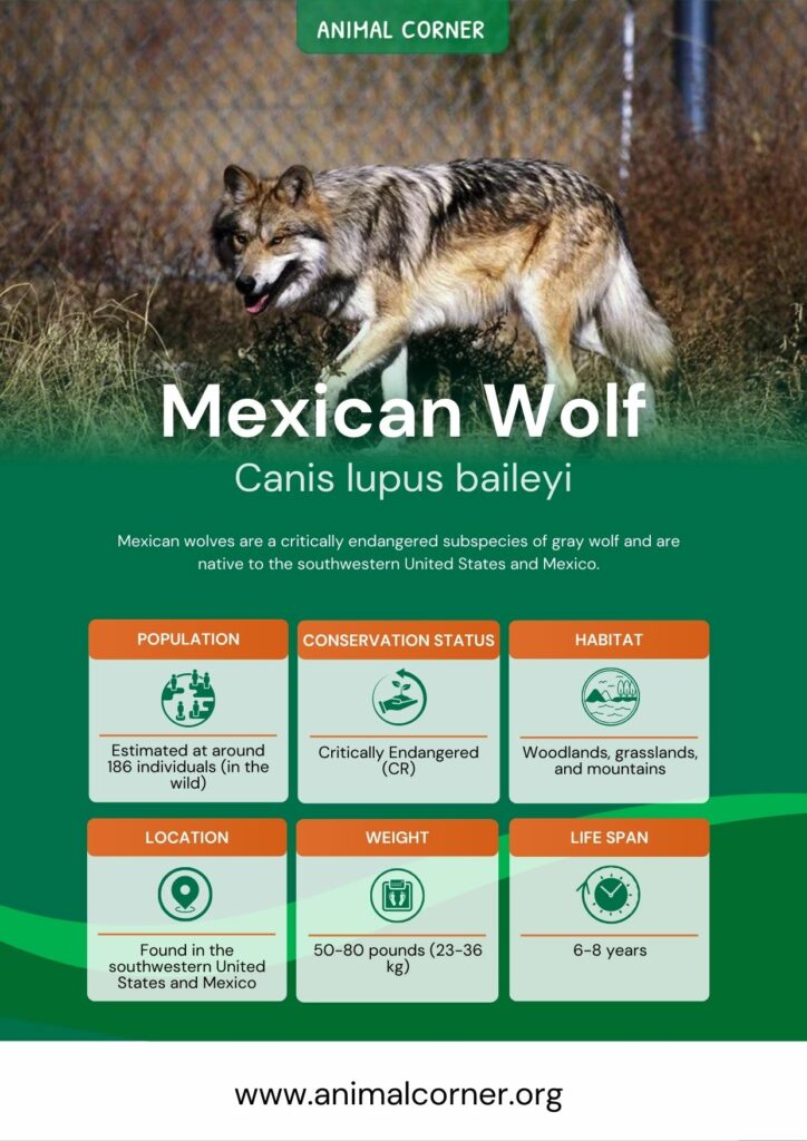 mexican-wolf-3