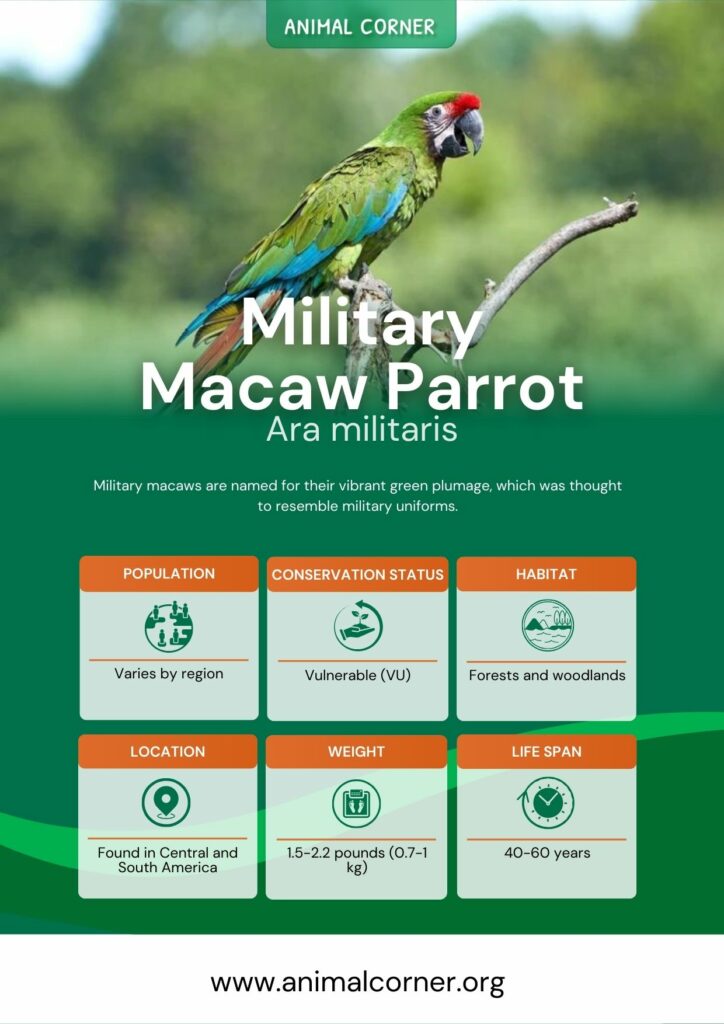 military-macaw-parrot-2