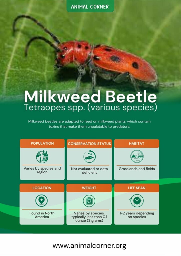 milkweed-beetle-3