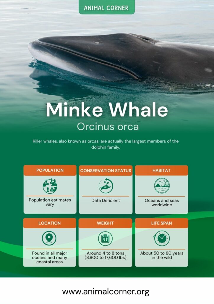 minke-whale-3