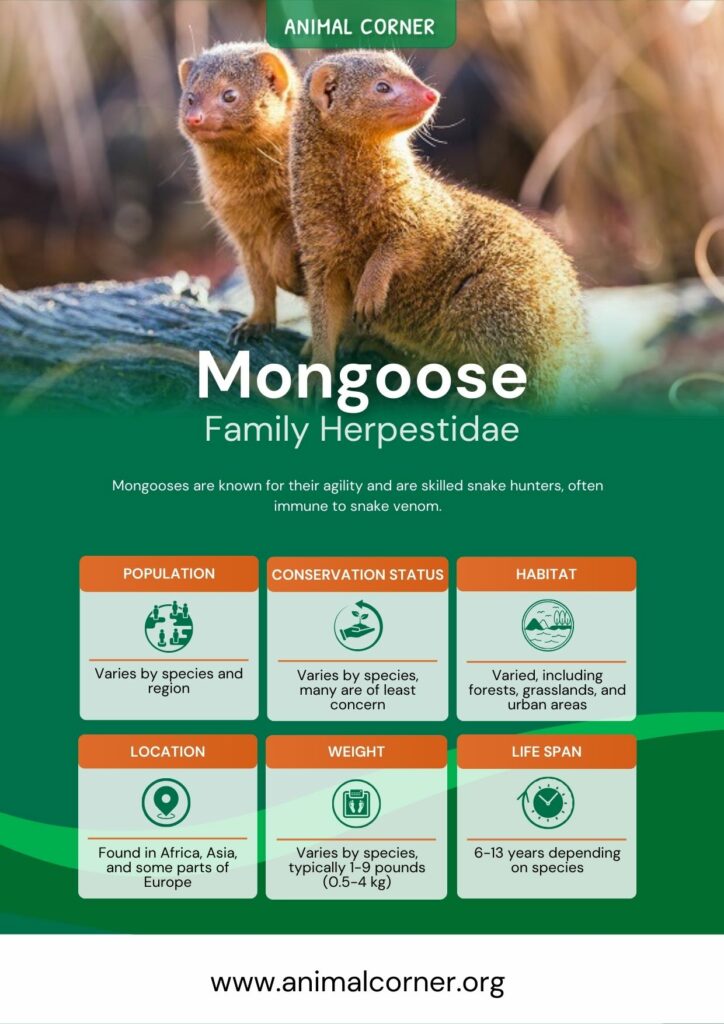 mongoose-3