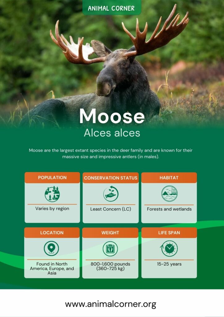 moose-3