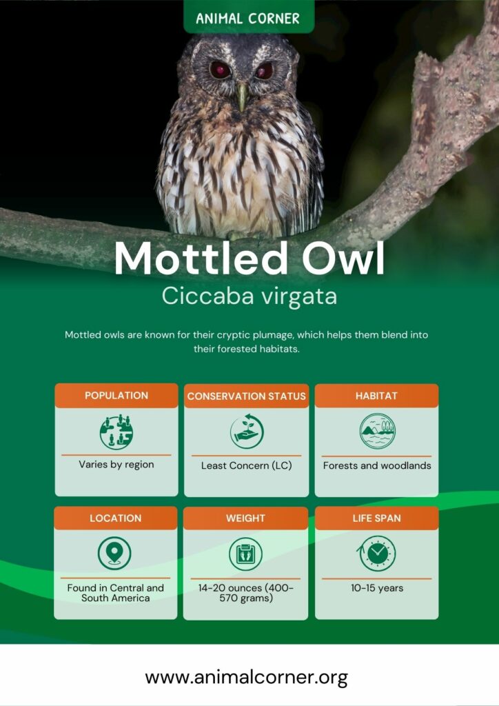 mottled-owl-2
