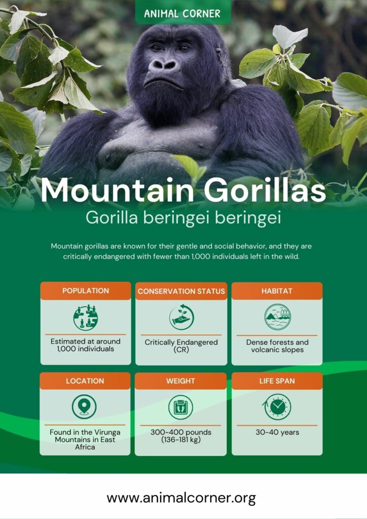 mountain-gorillas-2