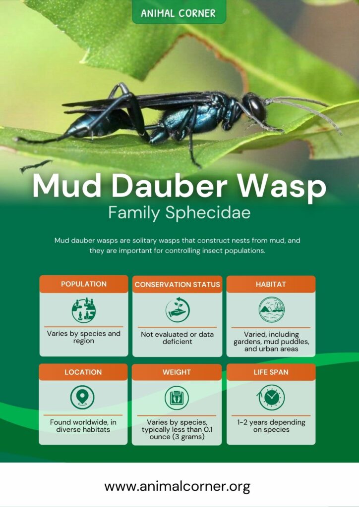 mud-dauber-wasp-2