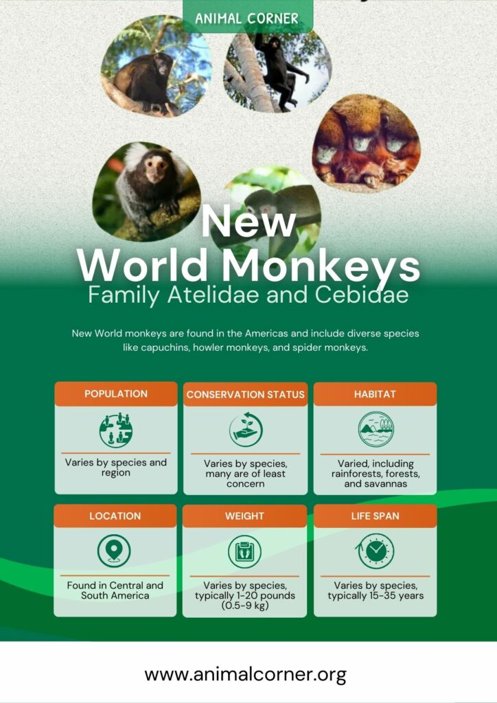 new-world-monkeys-2