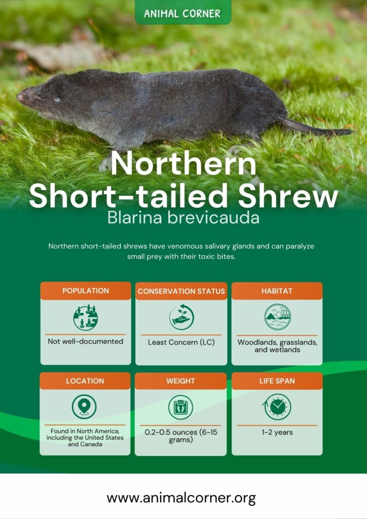 northern-short-tailed-shrew-2