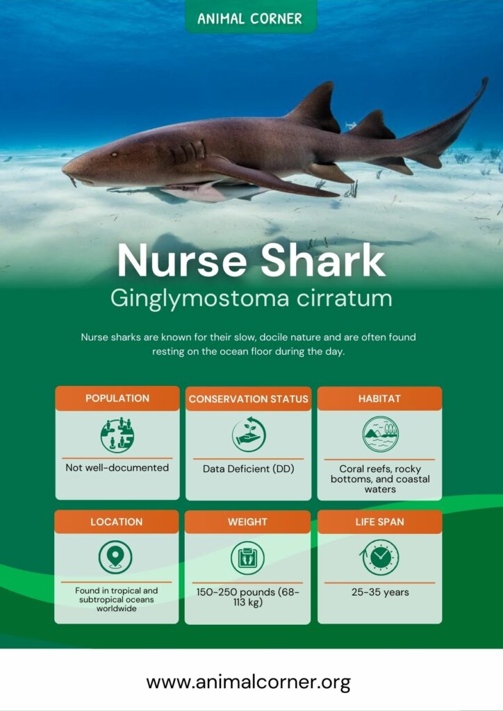 nurse-shark-3