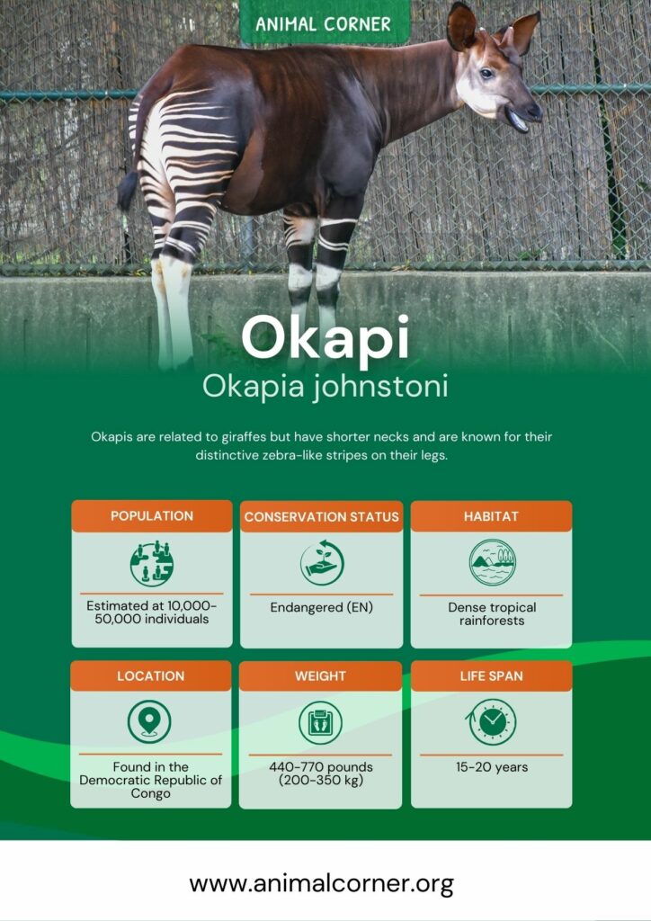 okapi-3
