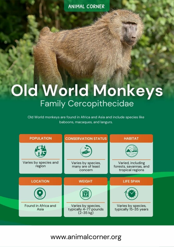 old-world-monkeys-2
