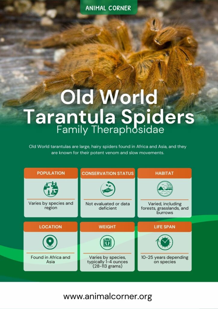 old-world-tarantula-spiders-2